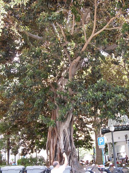 Spanien2010_6 232.jpg - A huge rubber tree